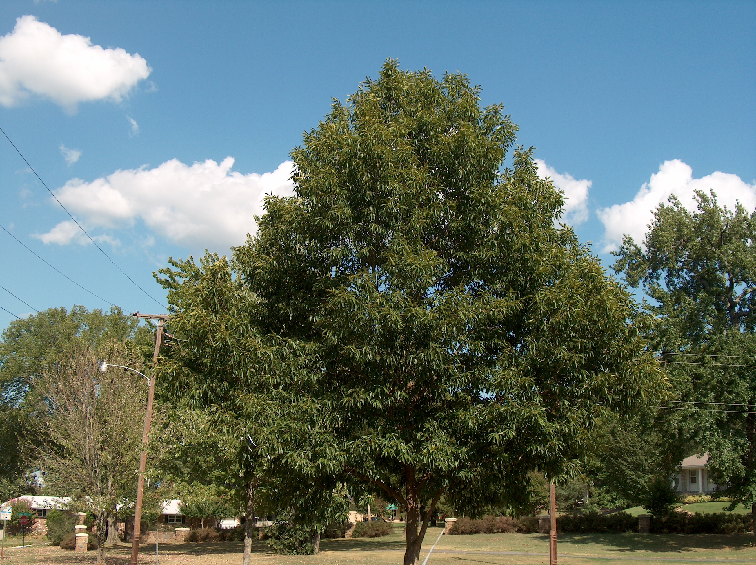Online Plant Guide Quercus acutissima / Sawtooth Oak